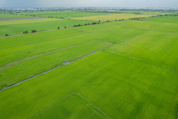 aerial view from flying drone of Field rice with landscape green pattern nature background, top view field rice