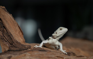 bearded dragon on ground with blur background