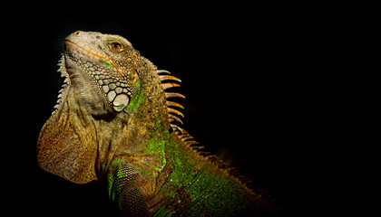 lizard, animal, green lizard with black background