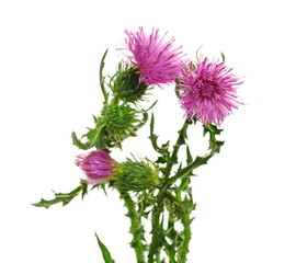 Fresh pink burdock flower isolated on white, Carduus crispus
