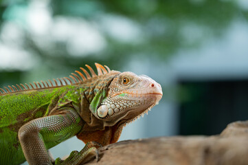 lizard, animal, green lizard with blur background