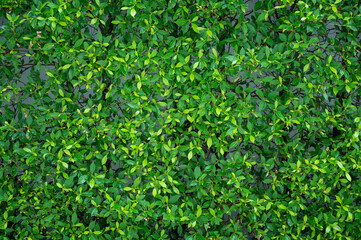 Fototapeta na wymiar green leaves natural background wallpaper, texture of leaf, leaves with space for text