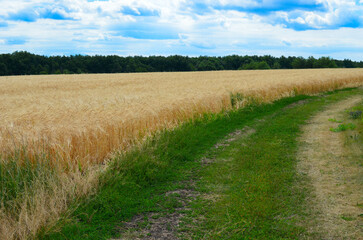 dirt road along a wheat field.a good harvest of wheat.