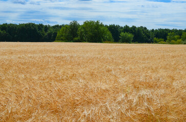wheat field.a good harvest of wheat.wheat ear.