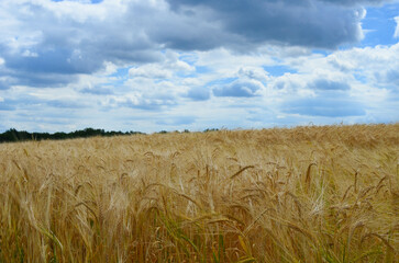 wheat field.a good harvest of wheat.wheat ear.