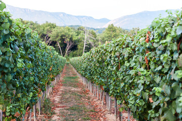 Fototapeta na wymiar Vineyards in mountains. Countryside plantation with grape bunches. Summer harvest of blue grapes. Agriculture and cultivation