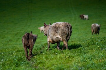 herd of cows in a field