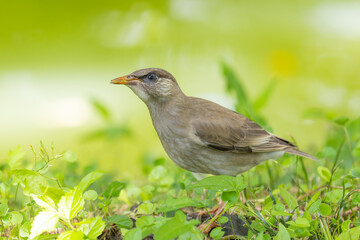 Obraz premium 新録の季節とムクドリ