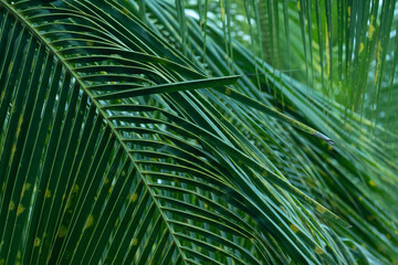 Nature view of coconut green leaf texture.