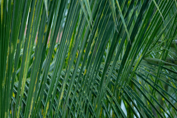 Leaf coconut, collection of green leaves pattern background. Palm fronds intersecting.
