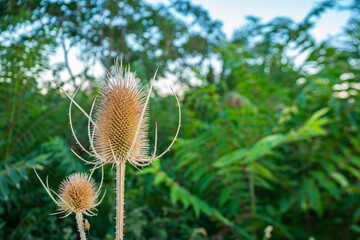 Dipsacus fullonum - is a species of flowering plant known by the common names wild teasel or fuller's teasel. Is a herbaceous biennial plant growing to 1–2.5 metres tall. The inflorescence is a cylind - obrazy, fototapety, plakaty