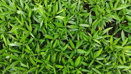 Grass in the ground for background