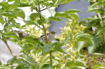 Un oiseau dans un sureau