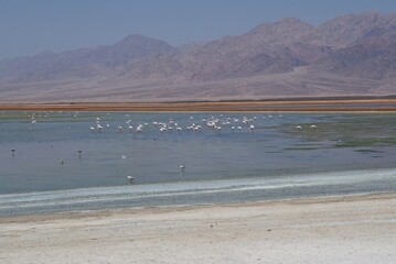 Salt lake with flamingos near Eilat, Israel and the border with Jordan
