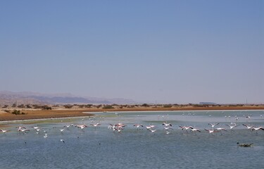 Salt lake with flamingos near Eilat, Israel and the border with Jordan
