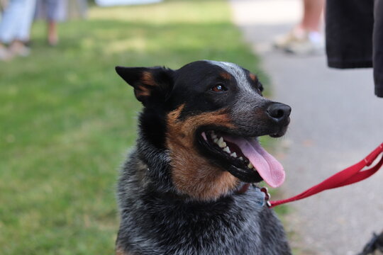 Australian healer in the park on a leash