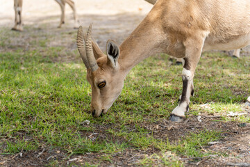 Goats graze near high buildings in city