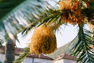 Bunches of dates hang on green palm branches