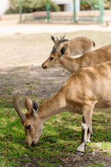 Goats graze near high buildings in city