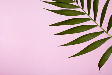 Tropical green palm leaf on a pink pastel background. Copy space. Summer backdrop