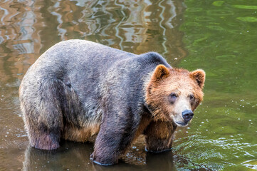 Obraz premium A close up view of an Alaskan brown bear cooling off in Disenchartment Bay close to the Hubbard Glacier in Alaska in summertime