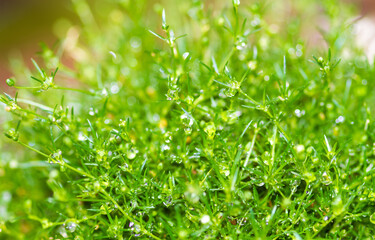 Grünes Gras mit Regentropfen