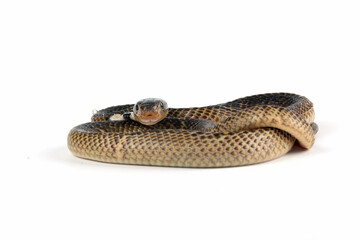 Baby Equatorial Spitting Cobra (Naja sumatrana) snake isolated on white background.