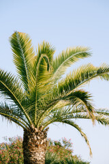 Palm crown on blue sky background