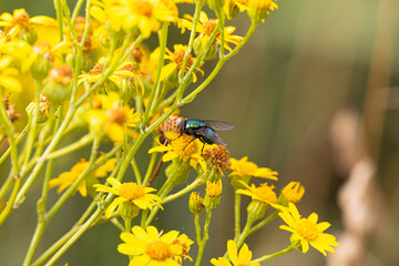 A fly on a yellow blossom