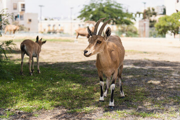 Goats graze near high buildings in city