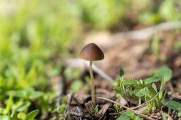 Small mushroom at green forest at fall