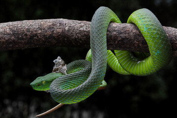 Barat Bamboo Pitviper (Trimeresurus popeiorum barati) in the process of moulting. Trimeresurus...