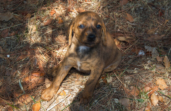 Portrait of sweet puppy of segugio maremmano hunting dog sitting in the garden