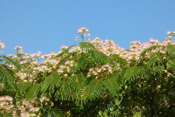 Albizia julibrissin or persian silk tree in bloom