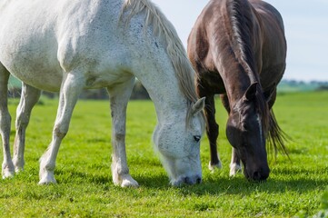 Obraz na płótnie Canvas beautiful horse in a field 