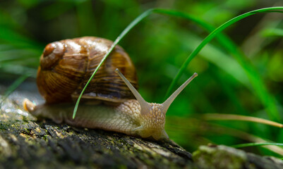 snail in green grass