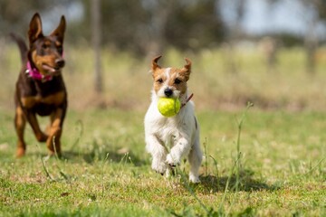 Working Kelpies Dogs and farm dogs