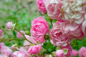 Fototapeta premium background of many small pink roses flowers in spring. small pink roses High quality photo