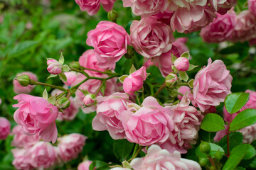 background of many small pink roses flowers in spring. small pink roses High quality photo
