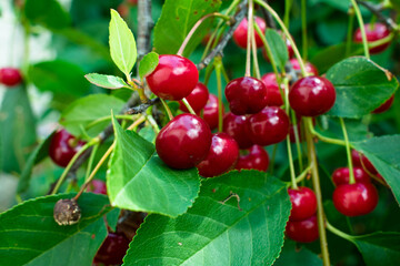 Many ripe cherries hanging on cherry tree branch, close up. Fruit tree growing in organic cherry orchard on a sunny day. High quality photo