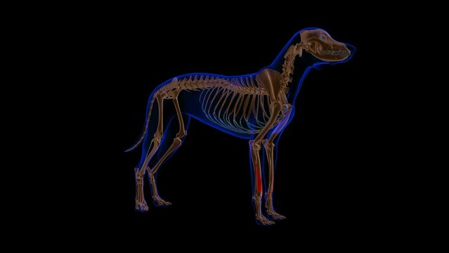 Abductor Digiti Longus muscle Dog muscle Anatomy For Medical Concept 3D
