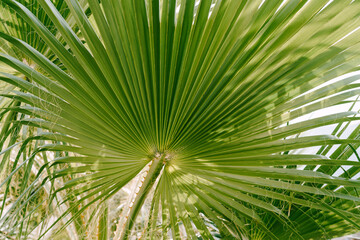 Fototapeta na wymiar Green saber-shaped sabal palm leaf with threads