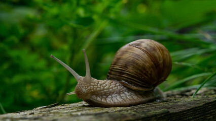 close up snail on a blurred background
