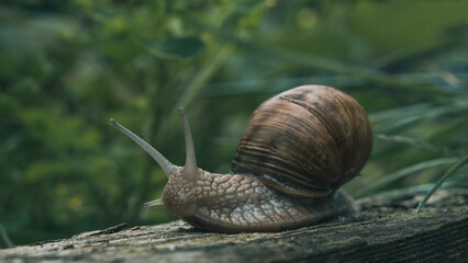 big snail on a ground