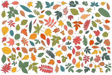 Autumn leaf set. Coloured tree leaves