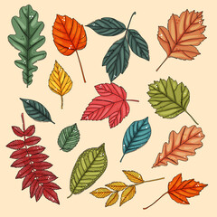 Autumn leaf set. Coloured tree leaves