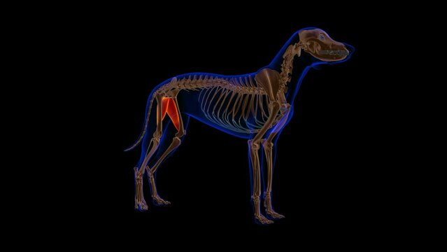 Adductor muscle Dog muscle Anatomy For Medical Concept Loopable 3D Animation