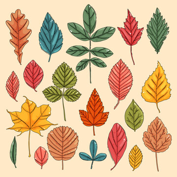 Autumn leaf set. Coloured tree leaves