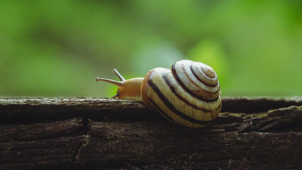 snail crawling on a plank on a blurred background