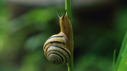 snail crawls up on the grass 